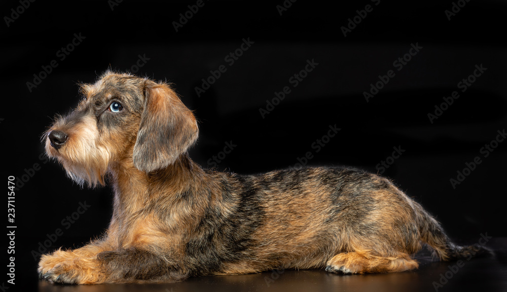 Coarse dachshund dog on Isolated Black Background in studio Coarse dachshund dog on Isolated Black Background in studio