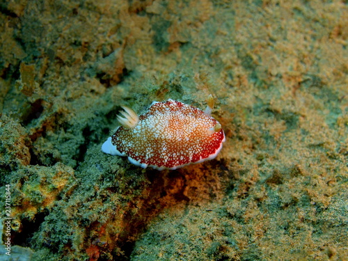 Sea slug