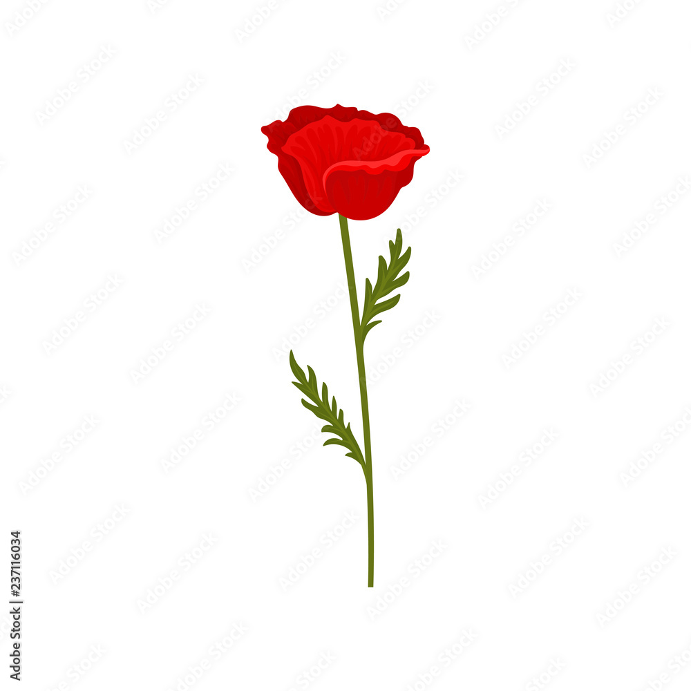 Red poppy flower with stem and leaves, botanical symbol vector Illustration on a white background Red poppy flower with stem and leaves, botanical symbol vector Illustration on a white background