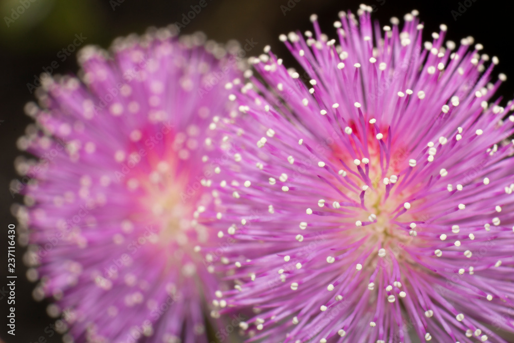 wild flower close-up wild flower close-up