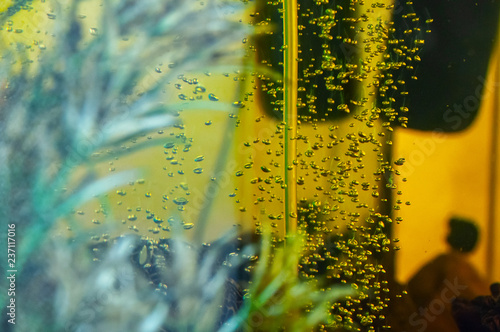 Oxygen bubbles under water in the aquarium. Home aeration, fish care