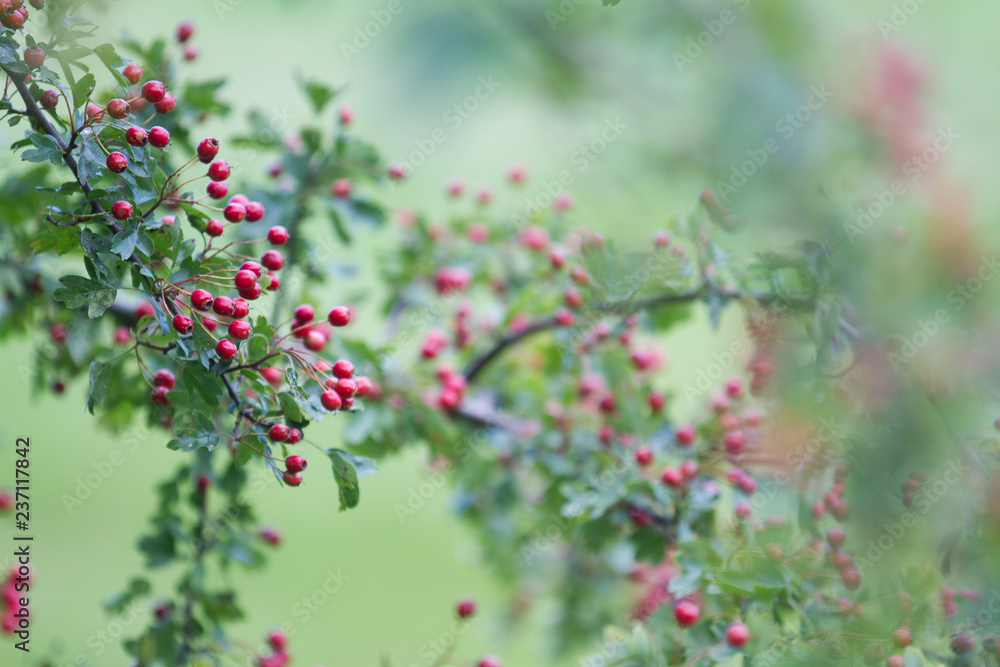 Hawthorn Hawthorn