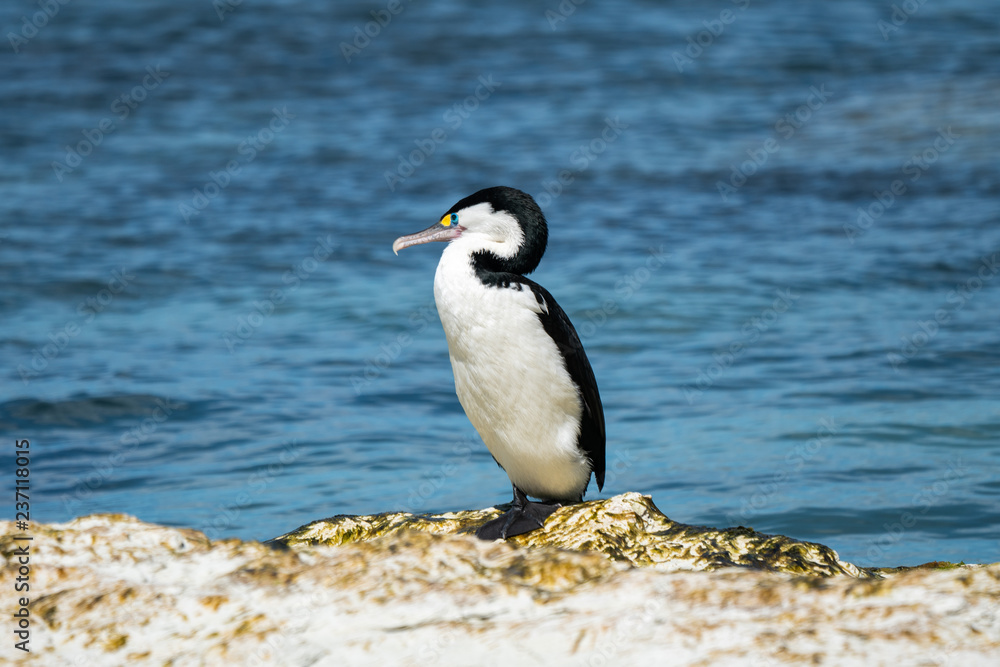 Naklejka premium Pied Shag