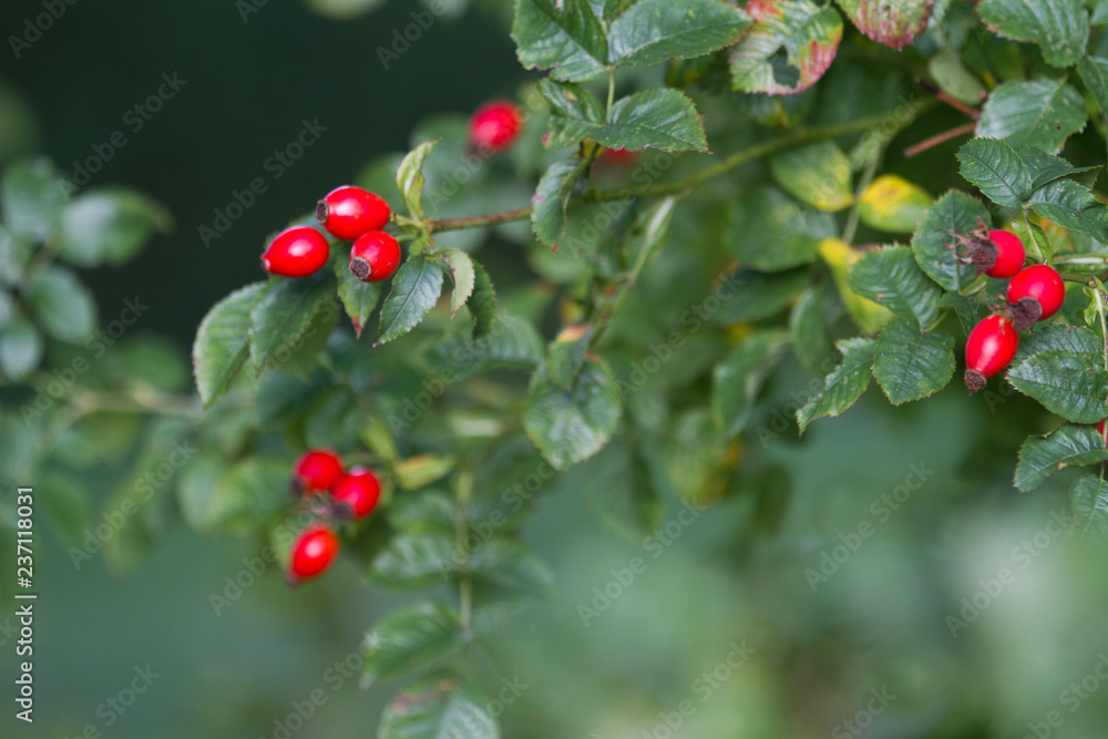 Hawthorn