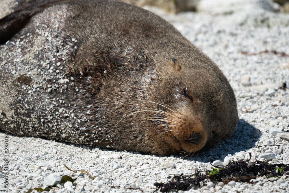 Fototapeta premium New Zealand fur seal 