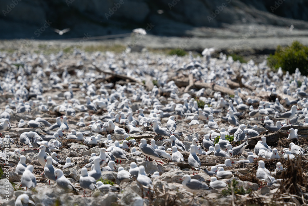 Seagull colony in Kaikoura New Zealand Seagull colony in Kaikoura New Zealand