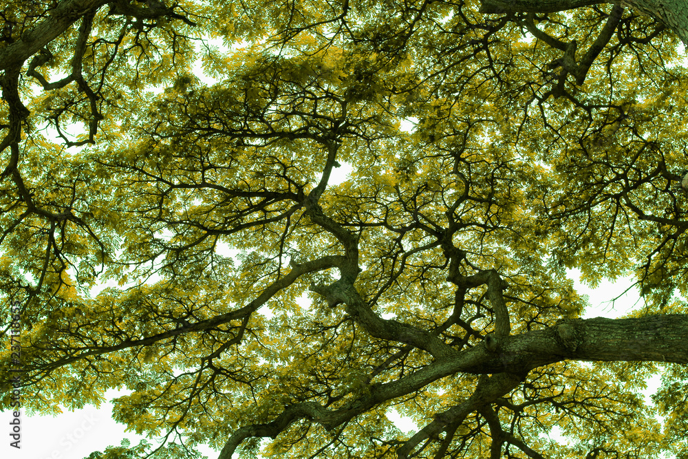 Fototapeta premium Big tree branches background