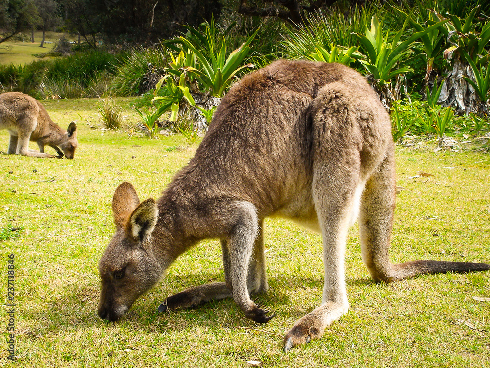 A group of kangaroos eating grass on the beach A group of kangaroos eating grass on the beach