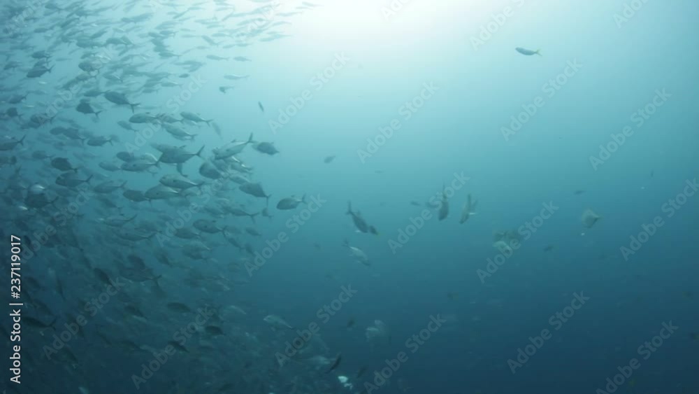 Fish school underwater background Fish school underwater background