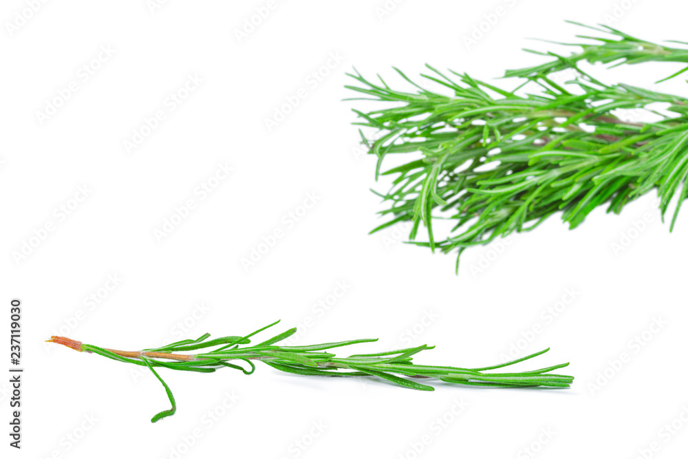 Fototapeta premium fresh rosemary bunch isolated on white background