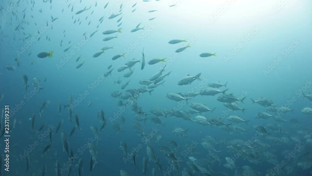 Fish school underwater background Fish school underwater background