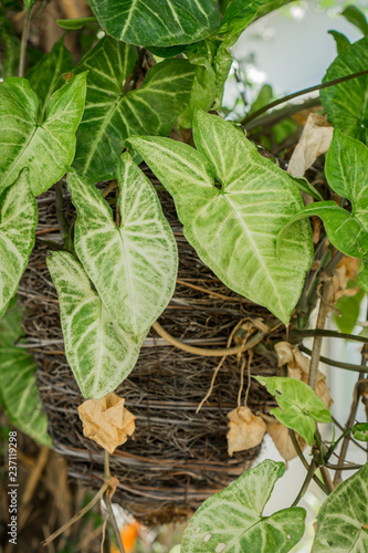 Wallpaper Mural Planze grün hängend in einem Topf Torontodigital.ca