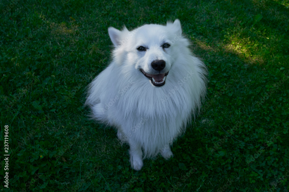 Spitz mit feinem weissen Fell sitzt auf grünem Rasen Spitz mit feinem weissen Fell sitzt auf grünem Rasen