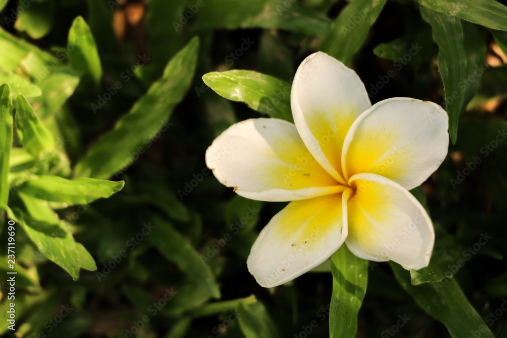 Plumeria in garden Plumeria in garden