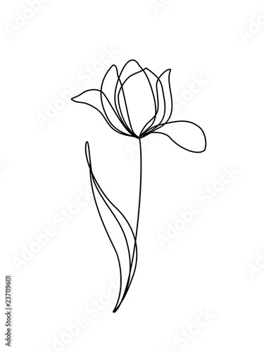 Fototapeta Grafika liniowa tulipana