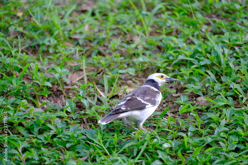 Common myna bird on green grass in Hong Kong © Ray
