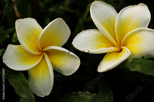 Plumeria in garden