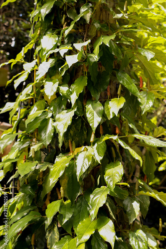 Long pepper at Garden