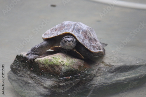 turtle in water