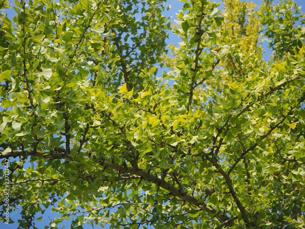Bright leaves of ginkgo biloba tree Bright leaves of ginkgo biloba tree