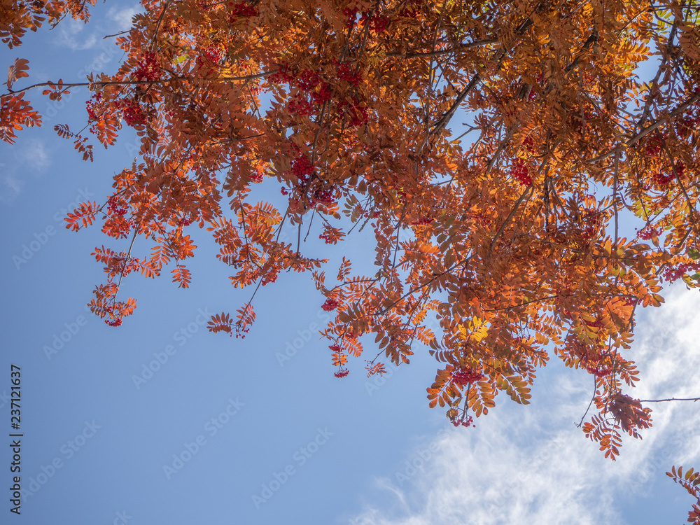 Red and orange leaves on the blue sky background Red and orange leaves on the blue sky background
