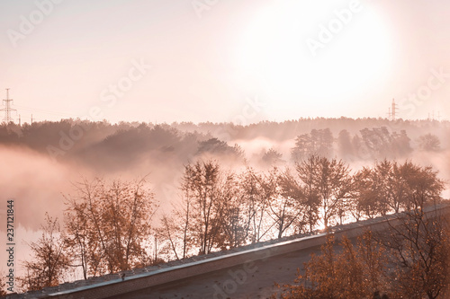 Stunning view of morning forest landscape in foggy weather. Fog among the trees.