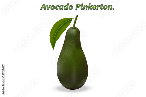 Realistic 3d avocado Pinkerton, Latin name - Persea americana, on a white background with realistic shadows. Vector illustration. photo