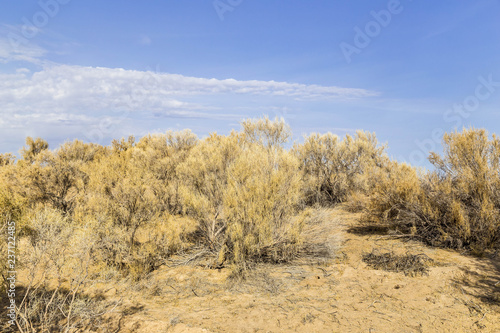 Haloxylon - Saxaul trees and bushes in a kazakh desert.