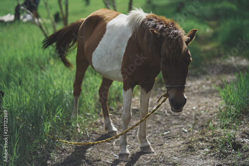 Fototapeta Naklejka Na Ścianę i Meble -  Brown and white horse tied up to a makeshift line along the side of a forest.