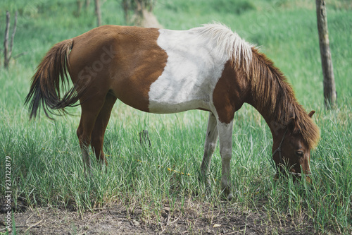 Fototapeta Naklejka Na Ścianę i Meble -  Brown Horse Pony eating grass in the farm.