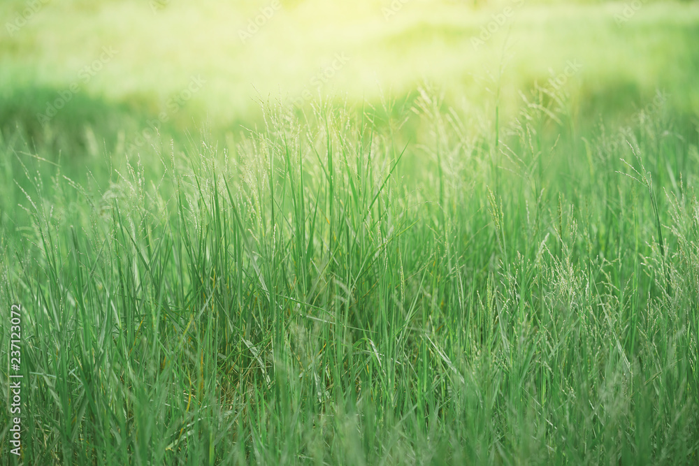 Obraz premium Green grass background.
