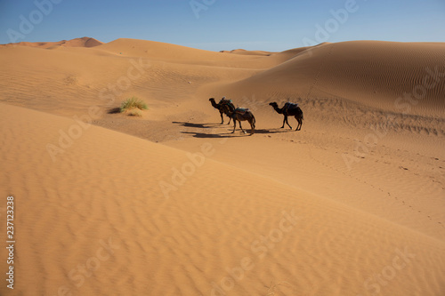 The sand dunes of Erg Chebbi in the Sahara of Morocco with a caravan of camels in view