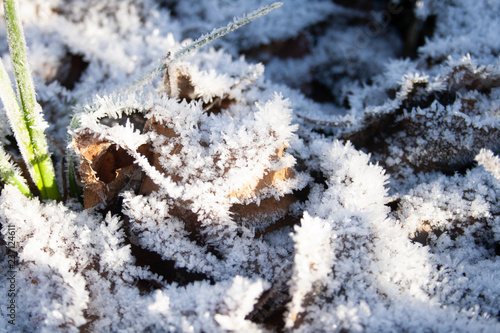 Frozen grass and leaves covered with frost on a cold frosty winter day, cold weather © Michele Ursi