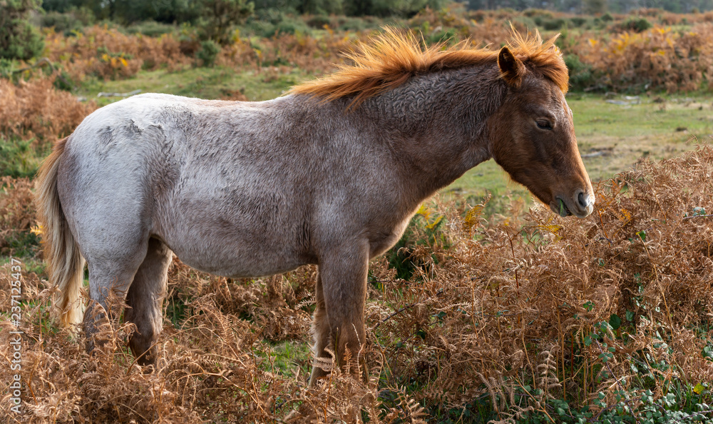 Obraz premium Foal New Forest