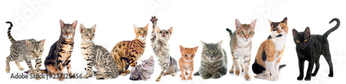 Fototapeta Naklejka Na Ścianę i Meble -  group of cats