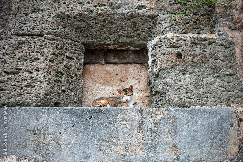 striped cat on the fortress wall