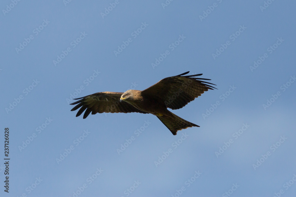 Obraz premium black kite (milvus migrans) flying, blue sky, open wings