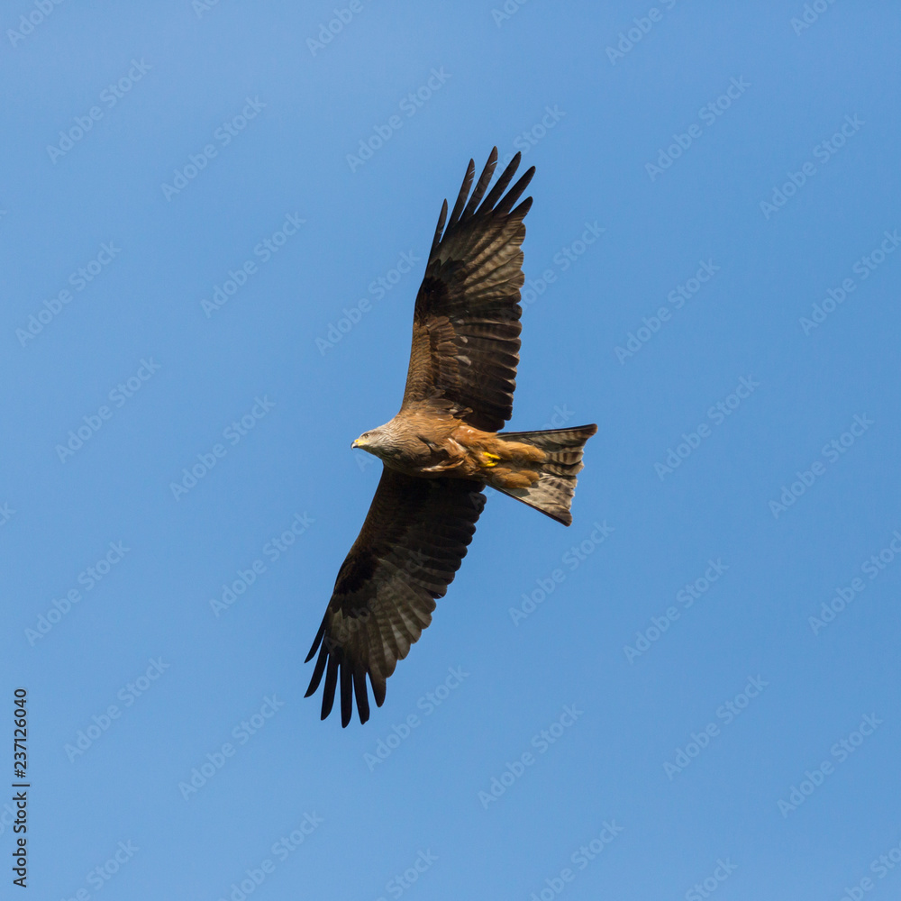 close view black kite (milvus migrans) in flight, spread wings close view black kite (milvus migrans) in flight, spread wings