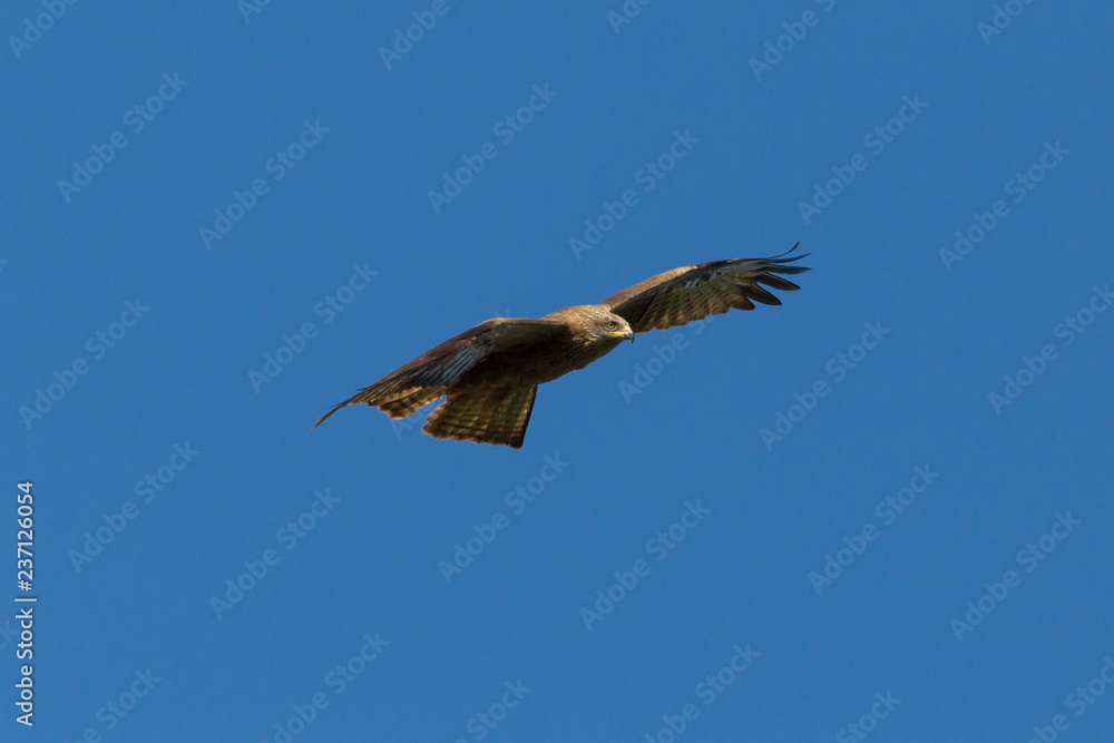 Fototapeta premium front view black kite (milvus migrans) flying in blue sky