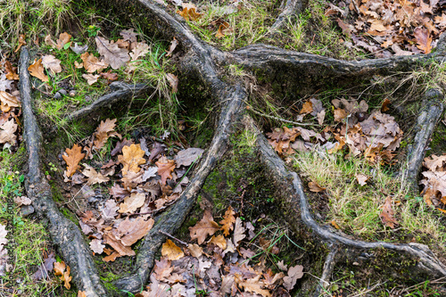 Roots Graphic New Forest