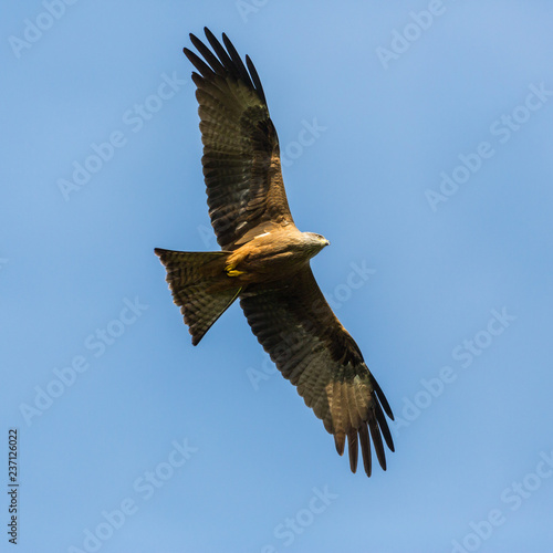 close portrait flying black kite (milvus migrans), blue sky