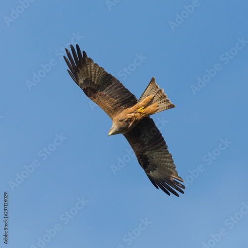 close view natural black kite (milvus migrans) in flight
