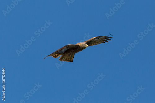 front view black kite (milvus migrans) flying in blue sky © Pascal Halder
