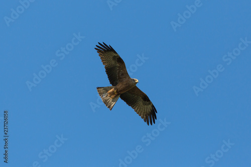 black kite bird  milvus migrans  in flight