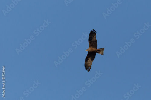 black kite  milvus migrans  flying  blue sky