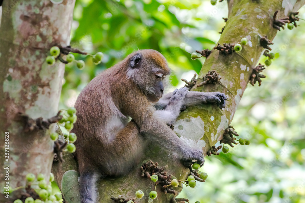 Long-tailed Macaque_Macaca fascicularis Long-tailed Macaque_Macaca fascicularis