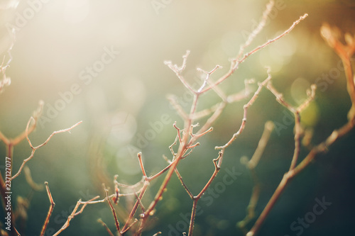 Branch with golden light in the morning