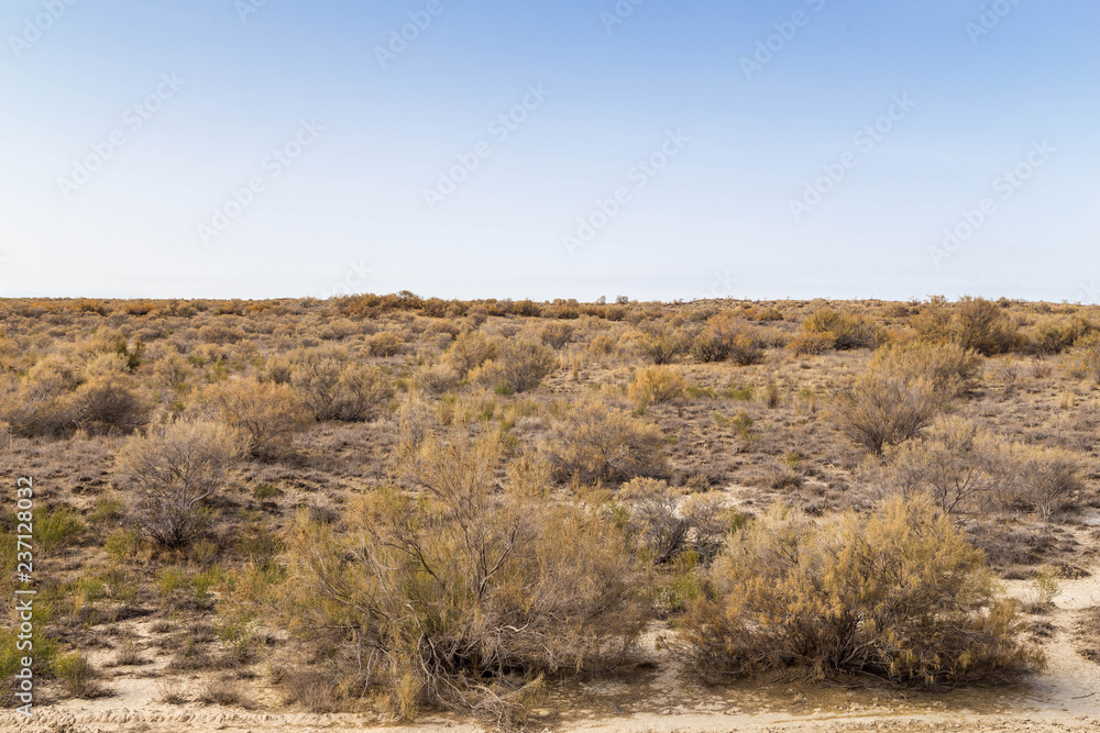 Haloxylon - Saxaul trees and bushes in a kazakh desert. Haloxylon - Saxaul trees and bushes in a kazakh desert.