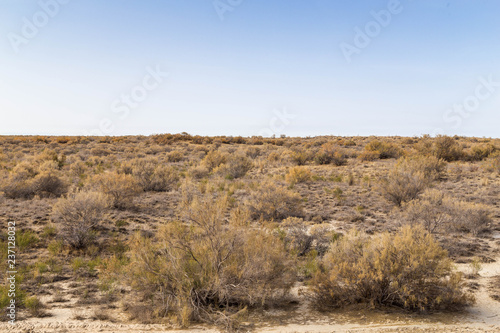Haloxylon - Saxaul trees and bushes in a kazakh desert.