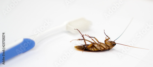 Cockroaches are on the toothbrush in the bathroom, and cockroaches also carry the germs to humans in the home should be equipped with a cockroach protection system.